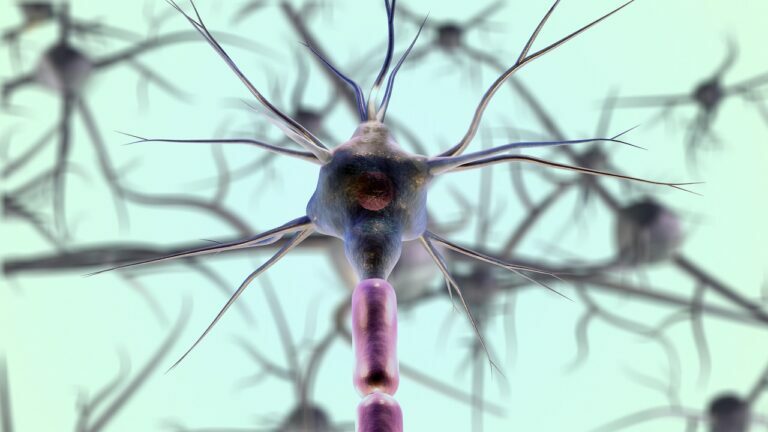 Three-dimensional rendering of a single neuron with branching dendrites against a pale green field